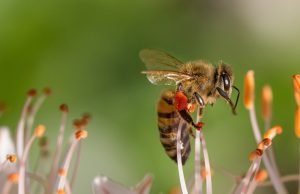 Researchers developing natural pesticide alternative to target pests without harming honeybees cropped Researchers developing natural pesticide