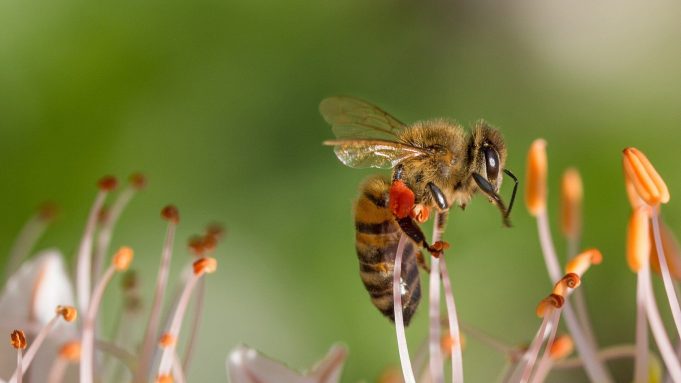 cropped Researchers developing natural pesticide