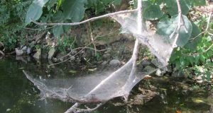 cropped Researchers find hurricanes drive the evolution of more aggressive spiders