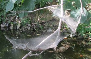 Researchers find hurricanes drive the evolution of more aggressive spiders cropped Researchers find hurricanes drive the evolution of more aggressive spiders