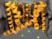 cropped Researchers prove there are no water molecules between the ions in the selectivity filter of potassium channels