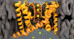 cropped Researchers prove there are no water molecules between the ions in the selectivity filter of potassium channels