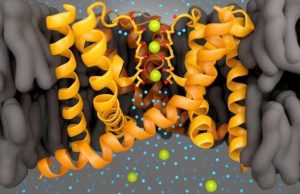 Researchers prove there are no water molecules between the ions in the selectivity filter of potassium channels cropped Researchers prove there are no water molecules between the ions in the selectivity filter of potassium channels