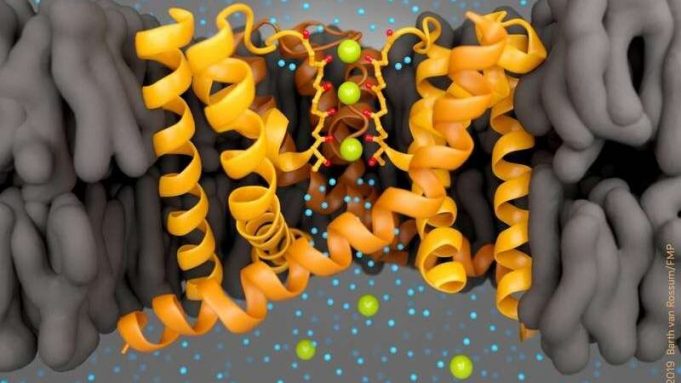 cropped Researchers prove there are no water molecules between the ions in the selectivity filter of potassium channels
