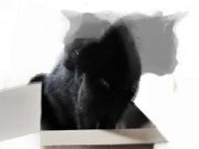 cropped Schrödingers cat with 20 qubits