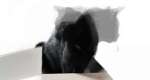 cropped Schrödingers cat with 20 qubits