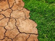 cropped Study gauges trees potential to slow global warming in the future