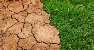 cropped Study gauges trees potential to slow global warming in the future