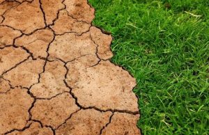 Study gauges trees’ potential to slow global warming in the future cropped Study gauges trees potential to slow global warming in the future