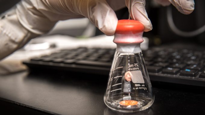 cropped Study identifies main culprit behind lithium metal battery failure