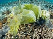 cropped Study shows human impacts on oceans nearly doubled in recent decade could double again without adequate action