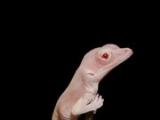 cropped These albino lizards are the worlds first gene edited reptiles