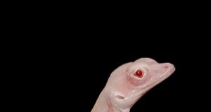 cropped These albino lizards are the worlds first gene edited reptiles