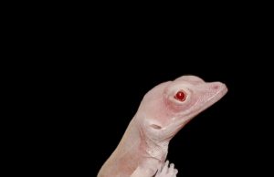 These albino lizards are the world’s first gene-edited reptiles cropped These albino lizards are the worlds first gene edited reptiles