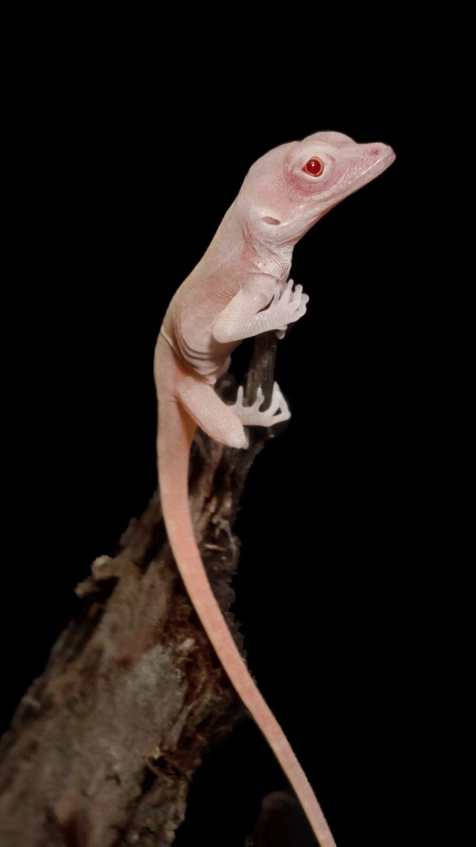 cropped These albino lizards are the worlds first gene edited reptiles