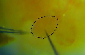 Tiny thermometer measures how mitochondria heat up the cell by unleashing proton energy cropped Tiny thermometer measures how mitochondria heat up the cell by unleashing proton energy