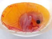 cropped Turtle embryos play a role in determining their own sex