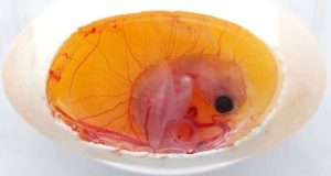 cropped Turtle embryos play a role in determining their own sex