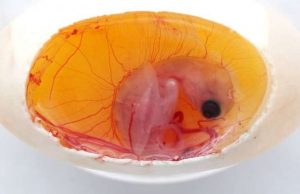 Turtle embryos play a role in determining their own sex cropped Turtle embryos play a role in determining their own sex