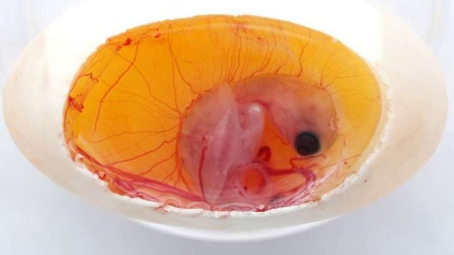 cropped Turtle embryos play a role in determining their own sex