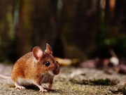 Bone not adrenaline drives fight or flight response