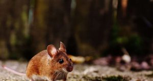 Bone not adrenaline drives fight or flight response