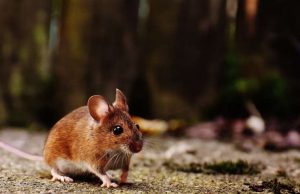 Bone not adrenaline drives fight or flight response