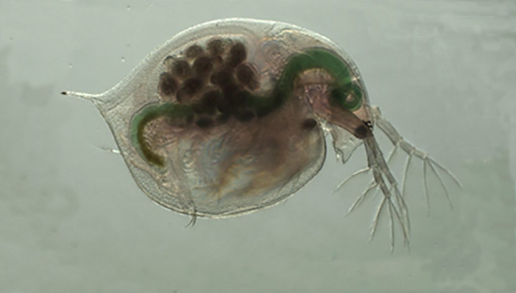 Disrupting key protein alters biological rhythms in water flea