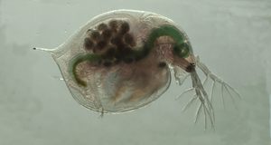 Disrupting key protein alters biological rhythms in water flea