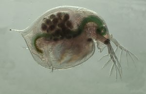 Disrupting key protein alters biological rhythms in water flea Disrupting key protein alters biological rhythms in water flea