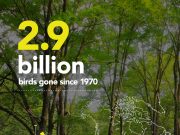 New study finds US and Canada have lost more than 1 in 4 birds in the past 50 years