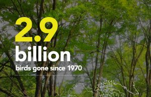 New study finds US and Canada have lost more than 1 in 4 birds in the past 50 years New study finds US and Canada have lost more than 1 in 4 birds in the past 50 years