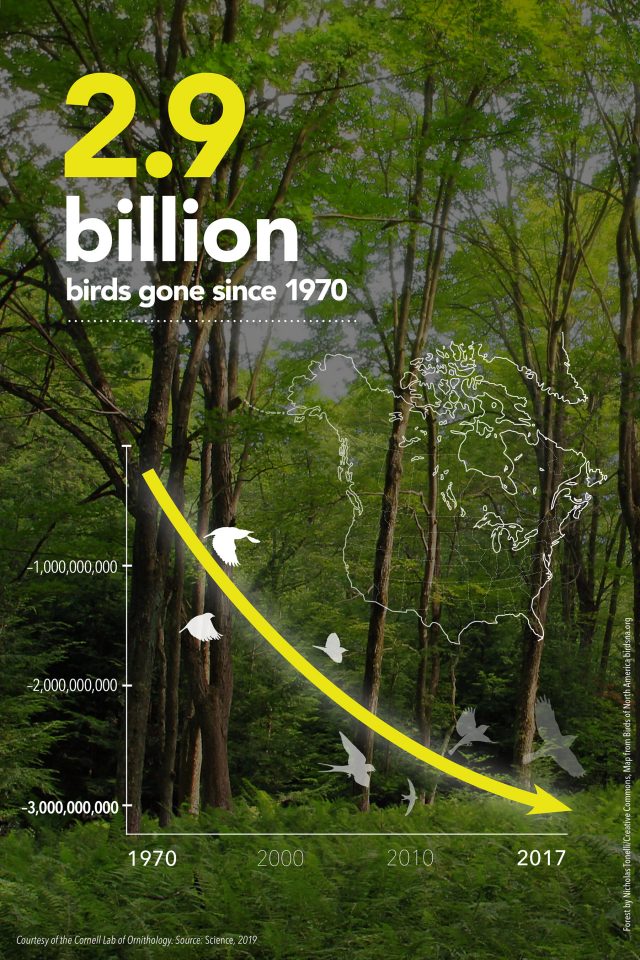 New study finds US and Canada have lost more than 1 in 4 birds in the past 50 years New study finds US and Canada have lost more than 1 in 4 birds in the past 50 years