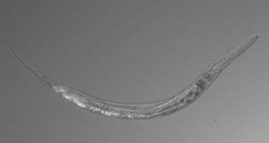 Otherworldly worms with three sexes discovered in Mono Lake