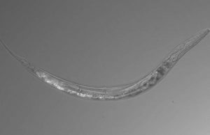 Otherworldly worms with three sexes discovered in Mono Lake Otherworldly worms with three sexes discovered in Mono Lake