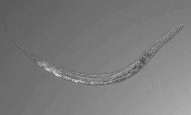 Otherworldly worms with three sexes discovered in Mono Lake Otherworldly worms with three sexes discovered in Mono Lake