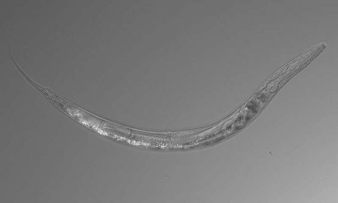 Otherworldly worms with three sexes discovered in Mono Lake