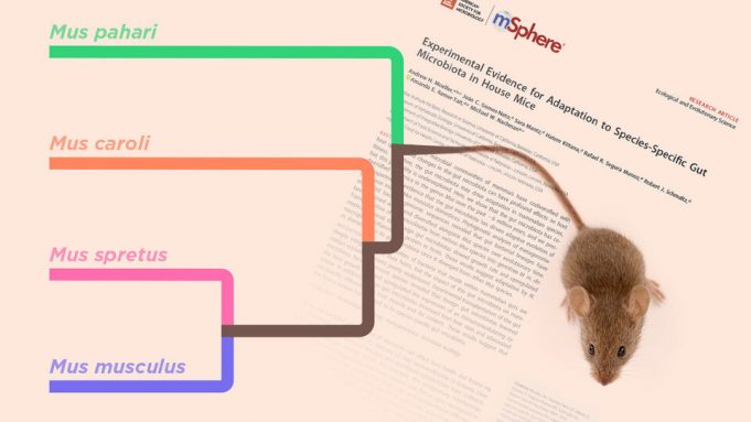 Study suggests gut bacteria helped shape mammalian evolution Study suggests gut bacteria helped shape mammalian evolution