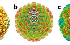Why viruses like Herpes and Zika will need to be reclassified, and its biotech impact Why viruses like Herpes and Zika will need to be reclassified and its biotech impact
