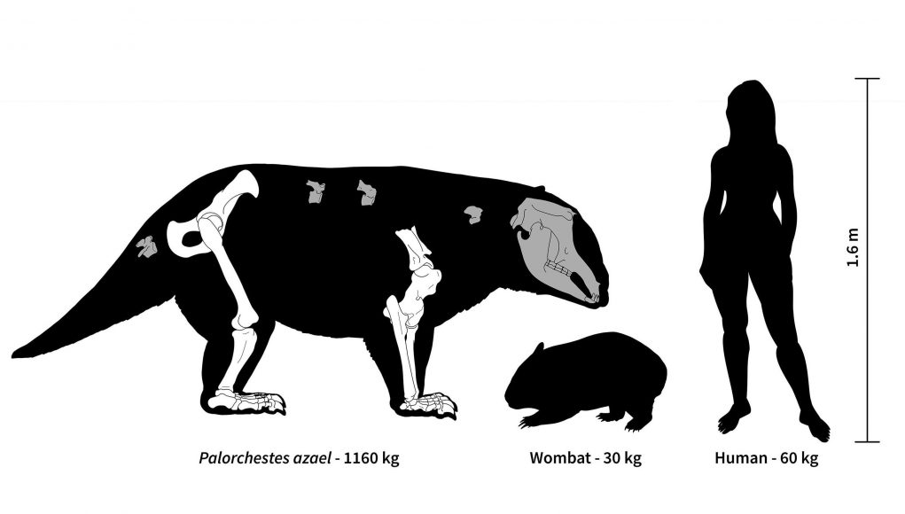 cropped Ancient Australia was home to strange marsupial giants some weighing over 1000 kg