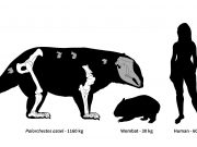 cropped Ancient Australia was home to strange marsupial giants some weighing over 1000 kg