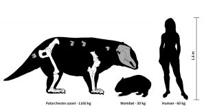 cropped Ancient Australia was home to strange marsupial giants some weighing over 1000 kg