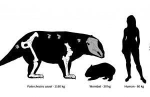 Ancient Australia was home to strange marsupial giants, some weighing over 1,000 kg cropped Ancient Australia was home to strange marsupial giants some weighing over 1000 kg
