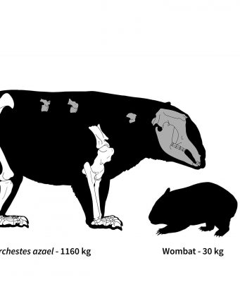 cropped Ancient Australia was home to strange marsupial giants some weighing over 1000 kg