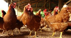 cropped Antimicrobial resistance is drastically rising