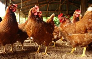 Antimicrobial resistance is drastically rising cropped Antimicrobial resistance is drastically rising