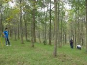 cropped Ash tree species likely will survive emerald ash borer beetles but just barely
