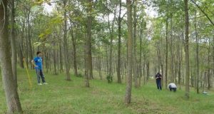 cropped Ash tree species likely will survive emerald ash borer beetles but just barely