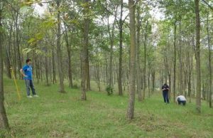 cropped Ash tree species likely will survive emerald ash borer beetles but just barely