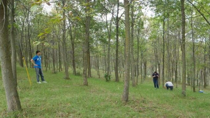 cropped Ash tree species likely will survive emerald ash borer beetles but just barely